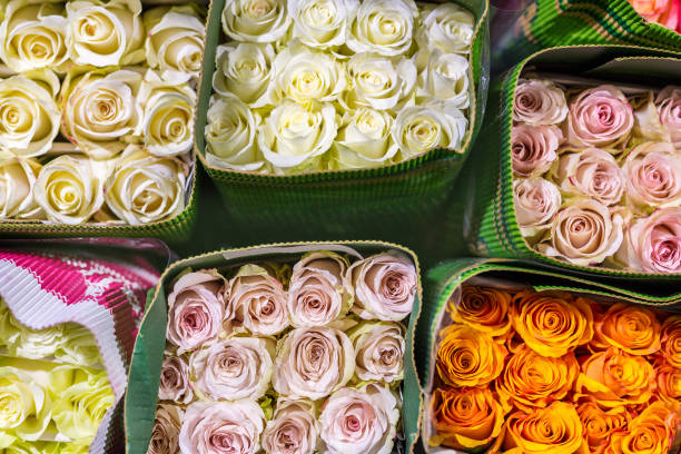 Hundreds of multicolored roses wrapped in paper. Fresh flower background. Flower growing and production business. Wholesale and retail trade. Flower shipping and logistics stock photo