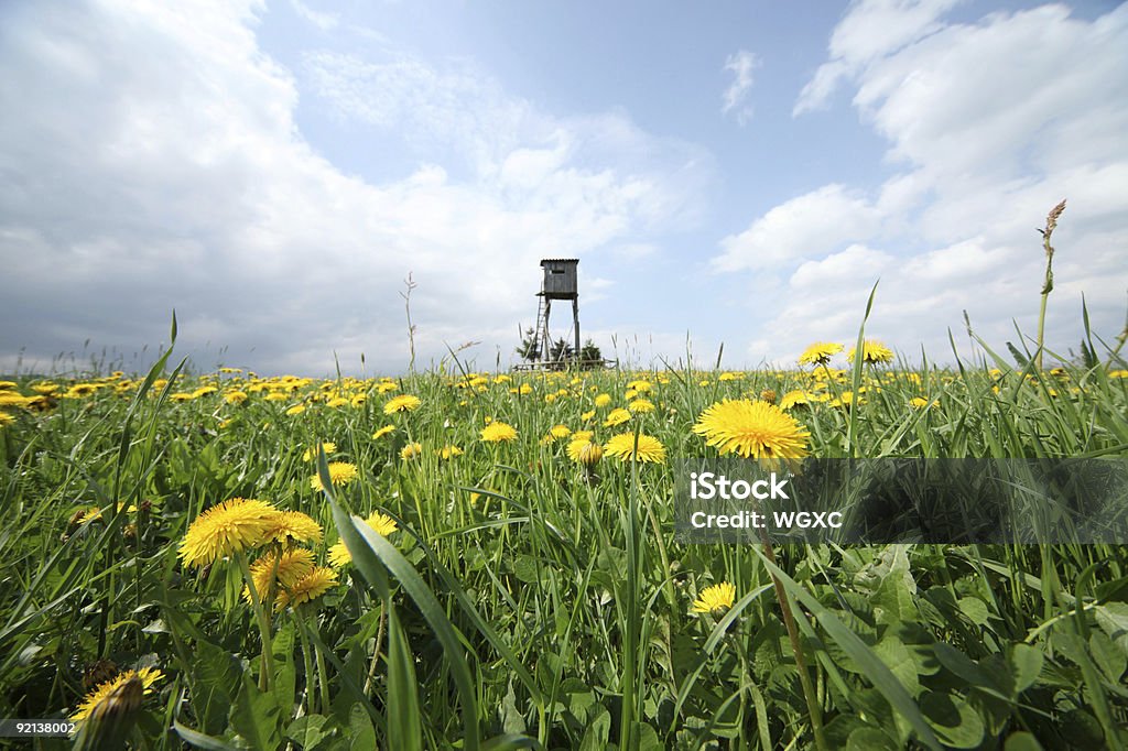 Meadow - Foto de stock de Abandonado royalty-free