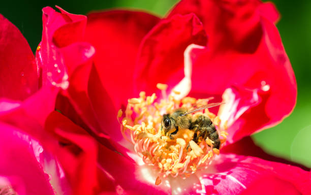 istock Bee on a red rose in the garden 921380190