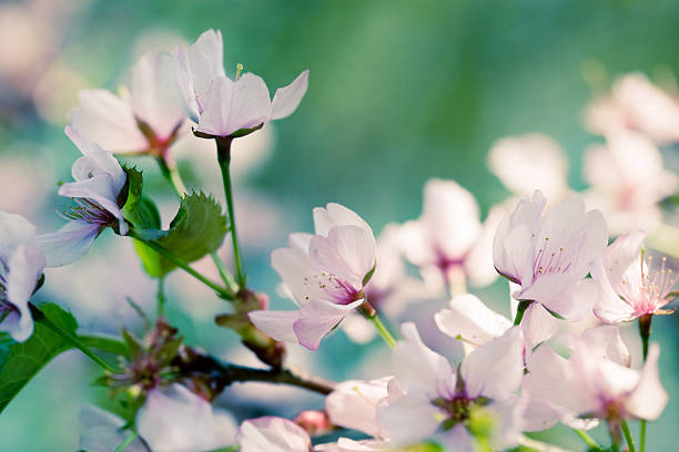 Spring sacura blossoms stock photo