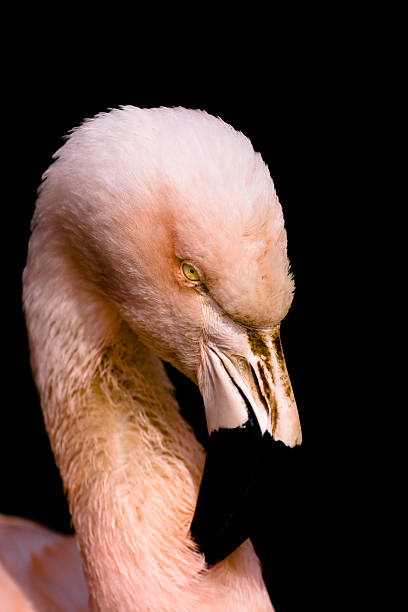 Free Stock Photo of Close Up of a Pink Flamingo Against Black ...