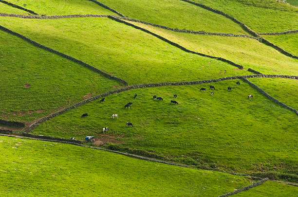 Farmland  terceira azores stock pictures, royalty-free photos & images