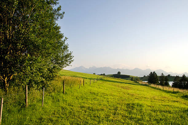 grüne sommer-wiese - alm bavaria mountain summer stock-fotos und bilder