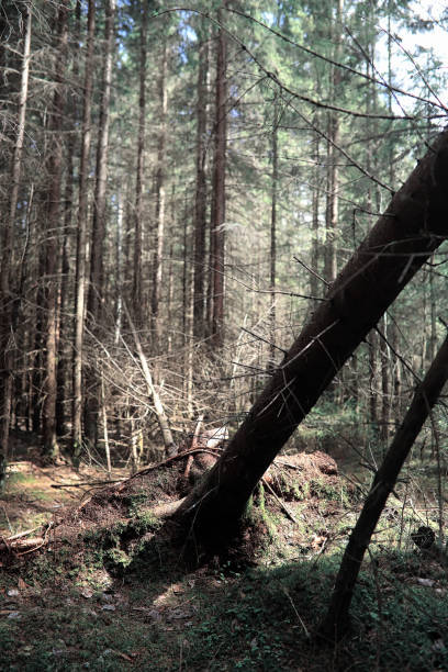 istock Pine forest. Depths of a forest. Journey through forest paths. T 921386830