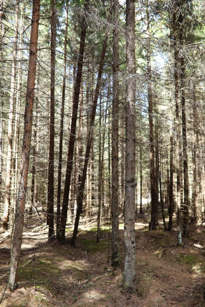 istock Pine forest. Depths of a forest. Journey through forest paths. T 921386866