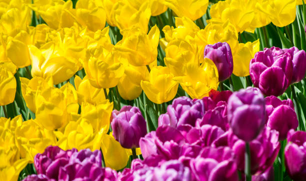 grande plate-bande avec des tulipes jaunes et lilas dans le parc - bed of roses rose large group of objects flower arrangement photos et images de collection