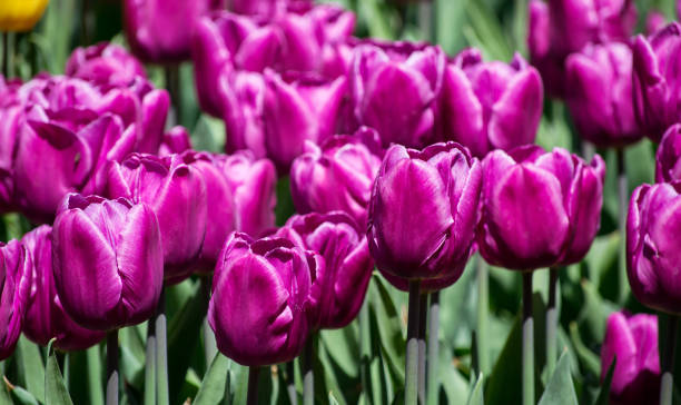 grande plate-bande avec des tulipes lilas dans le parc - bed of roses rose large group of objects flower arrangement photos et images de collection