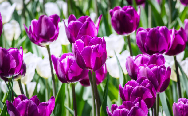 grande plate-bande avec des tulipes blanches et lilas dans le parc - bed of roses rose large group of objects flower arrangement photos et images de collection