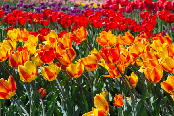 istock Flower bed of red-orange tulips terry 921387680