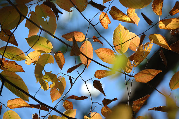 Beech leaves in fall stock photo