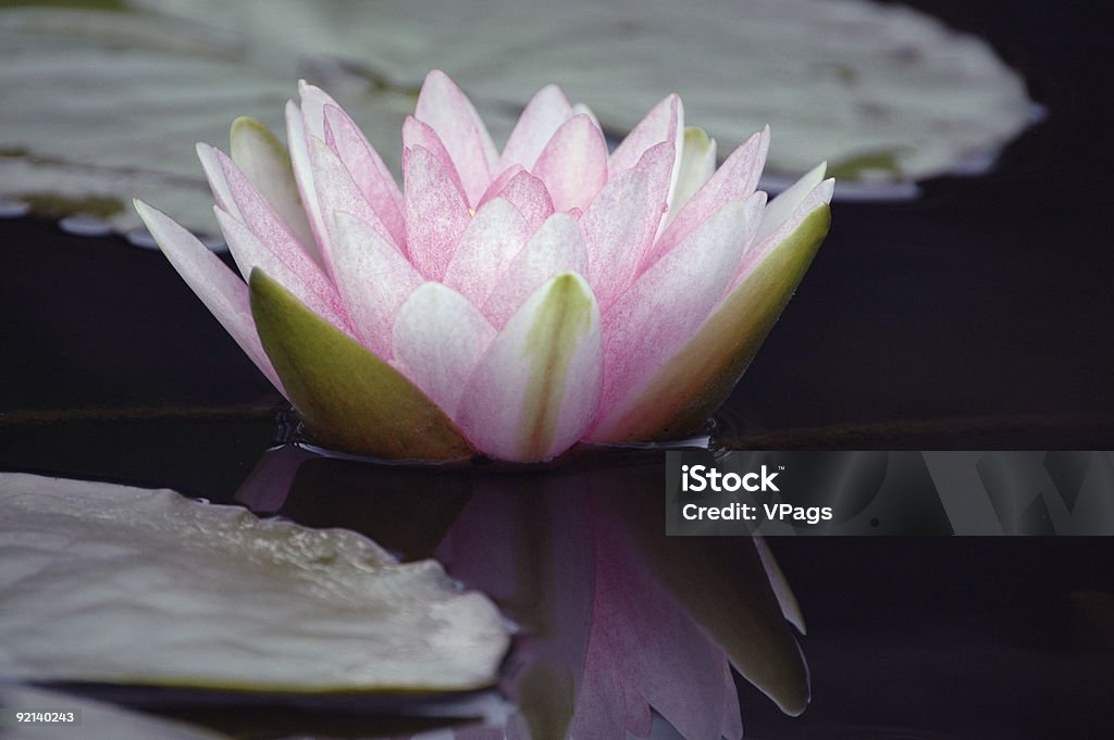 Darwin (różowy) water lily - Zbiór zdjęć royalty-free (Bez ludzi)