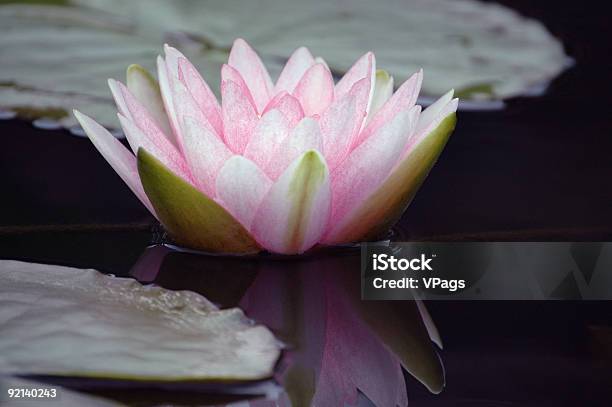 Darwin Água - Fotografias de stock e mais imagens de Bem-estar - Bem-estar, Cena de tranquilidade, Cor de rosa