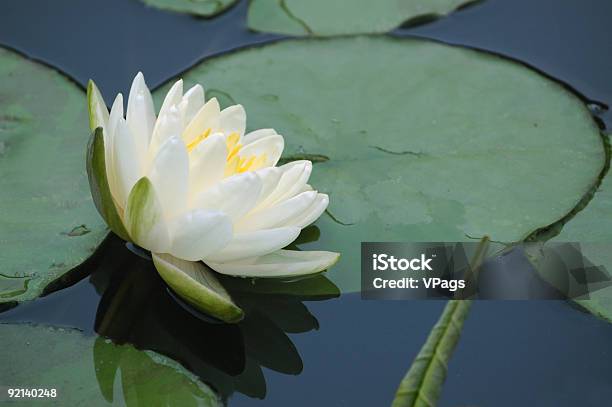Weiße Seerose Blume Und Blöcke Stockfoto und mehr Bilder von Aquatisches Lebewesen - Aquatisches Lebewesen, Blume, Einzelne Blume
