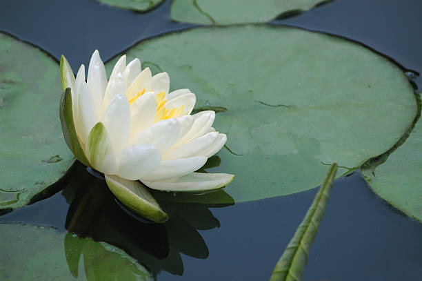 White water lily flower and pads stock photo