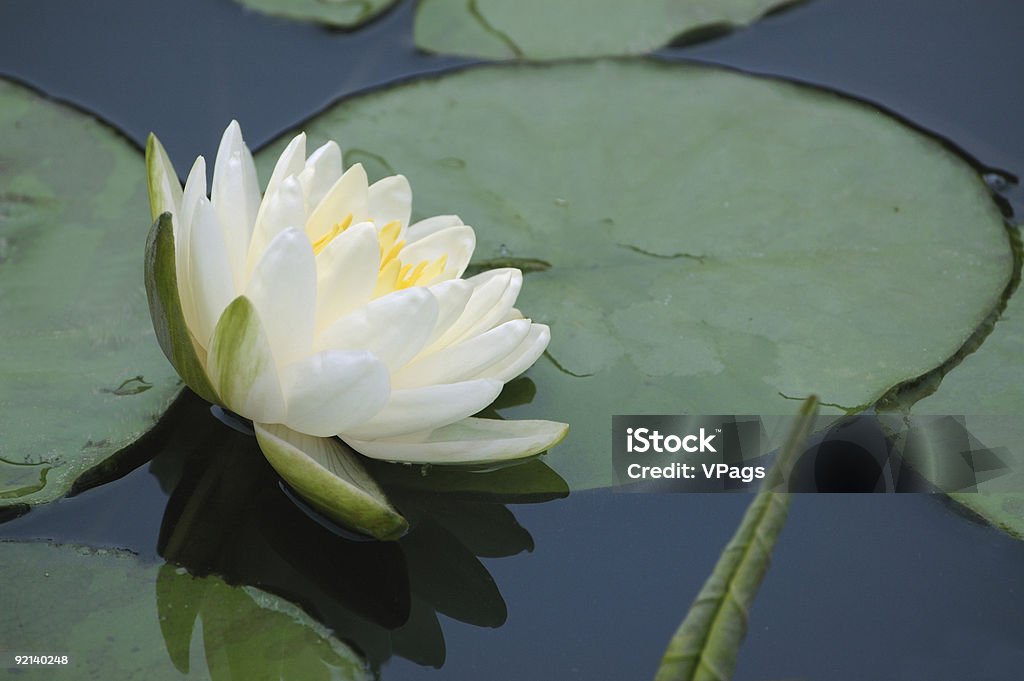 Nenúfar branca flor e revestimentos - Royalty-free Beleza Foto de stock