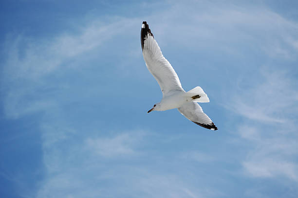 Ring billed sea gull flying stock photo