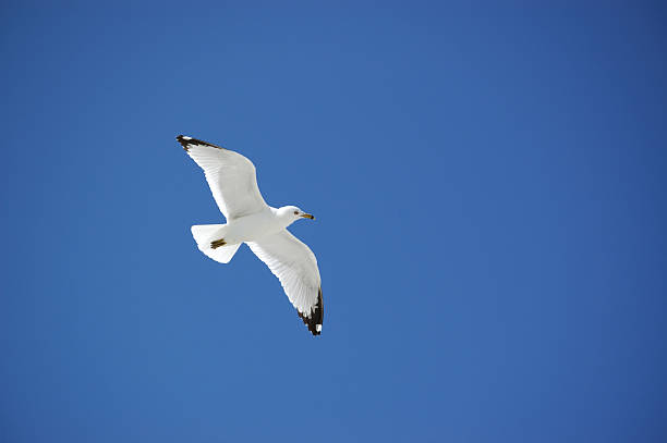 Flying seagull stock photo
