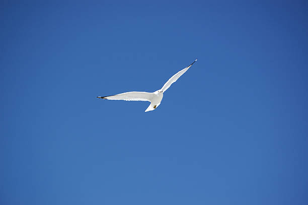 Seagull against blue sky stock photo