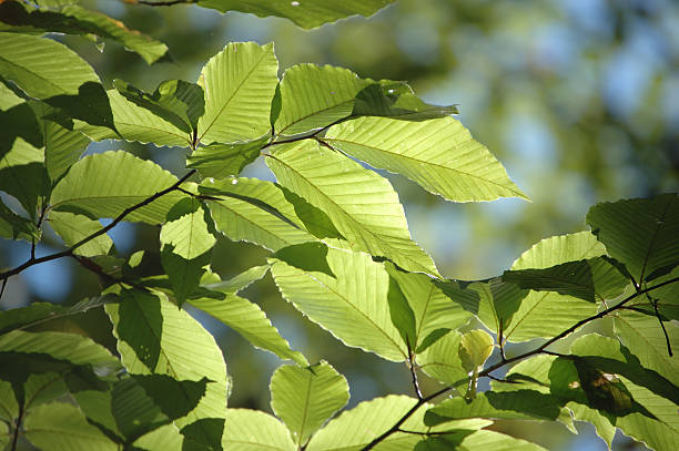 Green leaves in sunlight stock photo