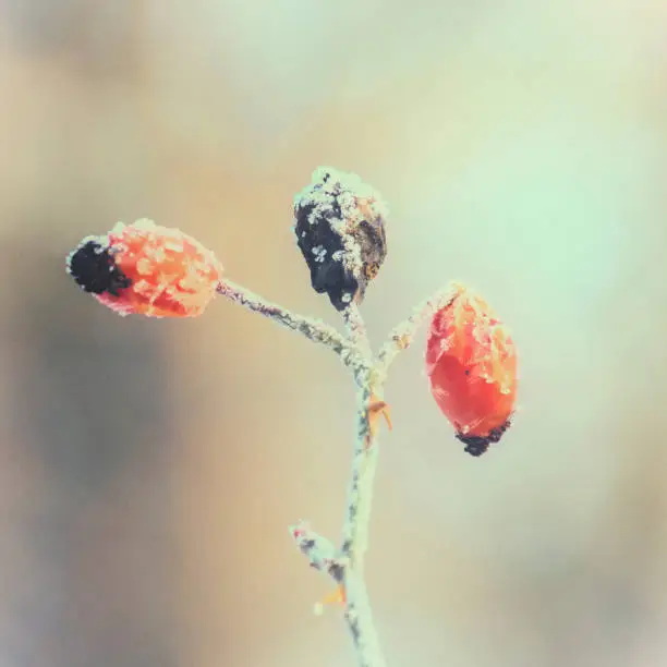 Photo of Three wild briar berries in a photo in retro style