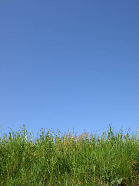 istock blooming grass in front of blue sky at the Kinzig 92142217