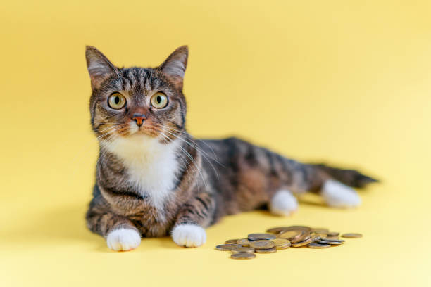 divertido gato miente sobre fondo amarillo y protege el ahorro. - money cat fotografías e imágenes de stock