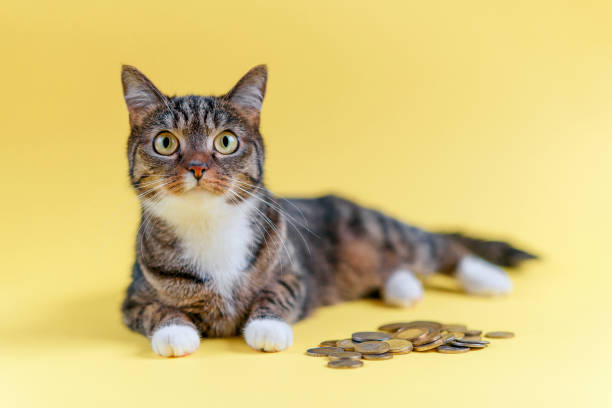 Funny cat lies on yellow background and protects the savings. Save money, deposit account concept. Funny cat lies on yellow background and protects the savings. Pet with coins. money cat stock pictures, royalty-free photos & images
