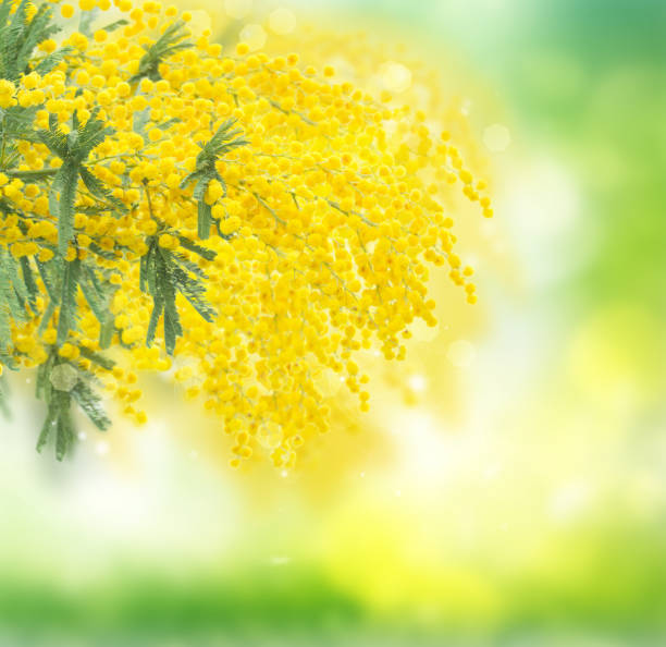 istock French mimosa flowers 921424638