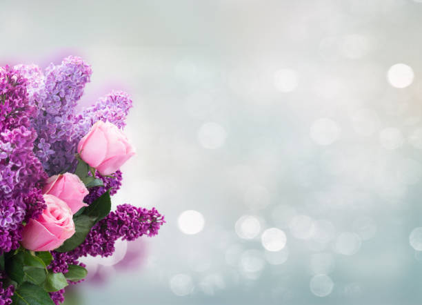 Bouquet of fresh purple Lilac flowers with pink roses over gray bokeh background with copy space