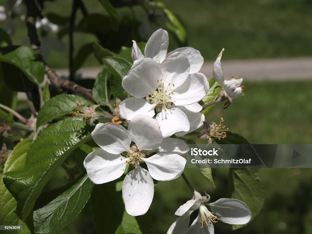 Apple blossom in springtime Baden Germany  Apple - Fruit Stock Photo