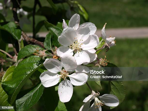 Apple Blossom In Springtime Baden Germany Stock Photo - Download Image Now - Apple - Fruit, Branch - Plant Part, Color Image