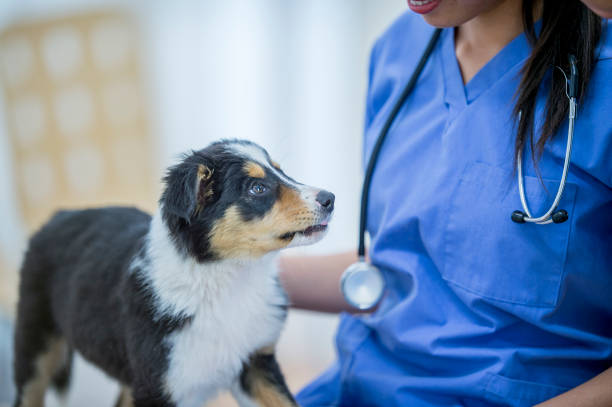 istock Vet With A Puppy 921437792