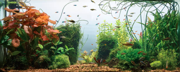 istock Planted tropical fresh water aquarium 921440234