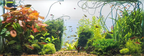 istock Planted tropical fresh water aquarium 921440302