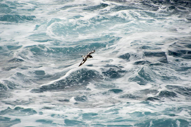 istock Fulmar is flying in the ocean, Antarctica 921440700