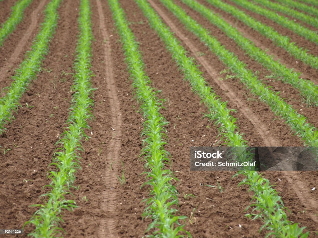 Campo con jóvenes Zea mays y pistas de traktor - Foto de stock de Agricultor libre de derechos