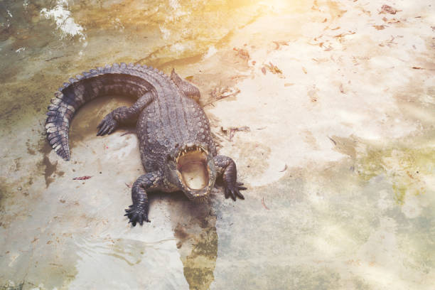 istock Crocodiles Resting at Crocodile Farm 921443706
