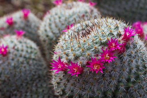 Gorgeous view of a cropping haloed blooming Mammillaria Haageana Cactus with bright pink flowers.