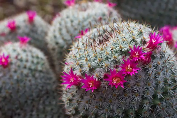 Photo of Gorgeous view of a cropping haloed blooming Mammillaria Haageana Cactus