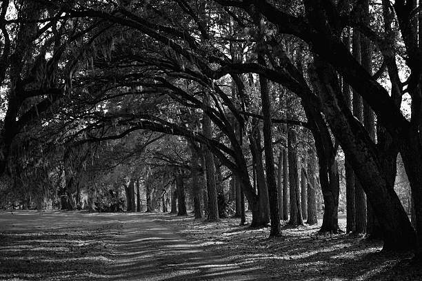 Live oaks lining dirt road stock photo