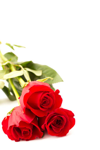 220+ Three Roses Different Colors Stock Photos, Pictures & Royalty-Free ...