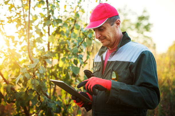 Modern senior farmer in a professional uniform and cap looking on a tablet in the orchard.