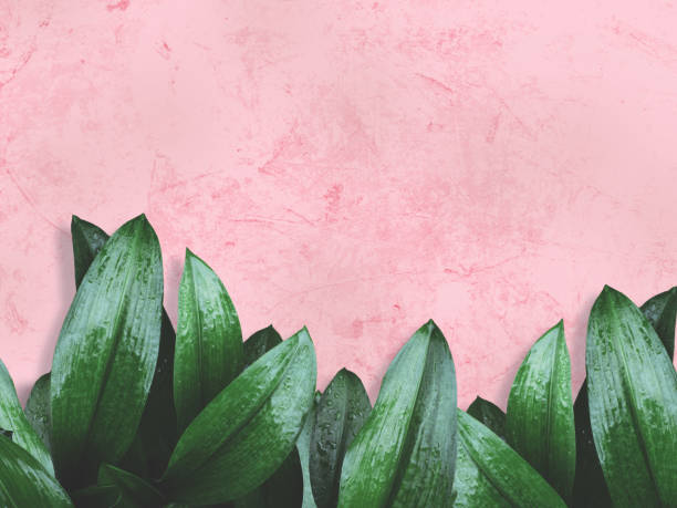 green leaves over pink painted wall