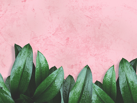 Close up green leaves with water drops  over pink painted grunge concrete wall with copy space for springtime and rainy season background.