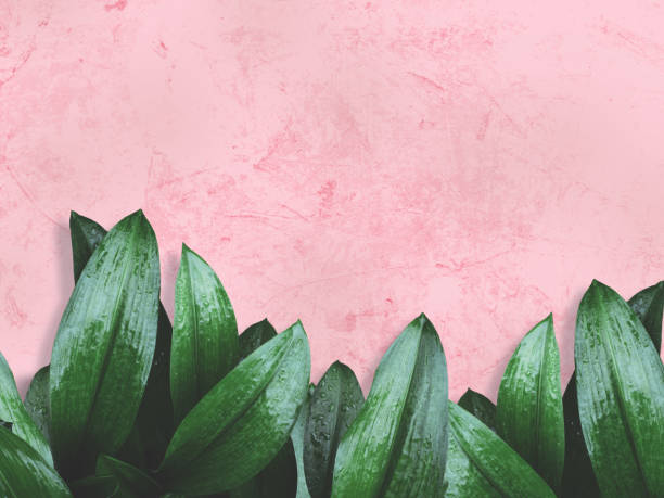 Photo of green leaves over pink painted wall