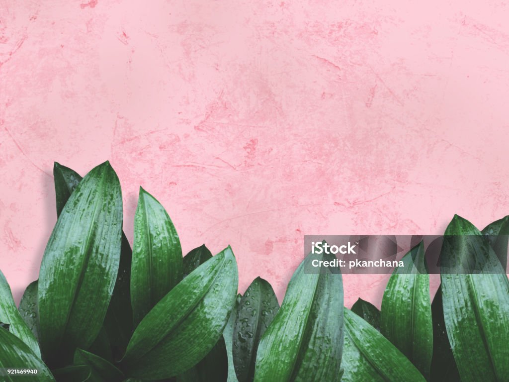 green leaves over pink painted wall Close up green leaves with water drops  over pink painted grunge concrete wall with copy space for springtime and rainy season background. Pink Color Stock Photo