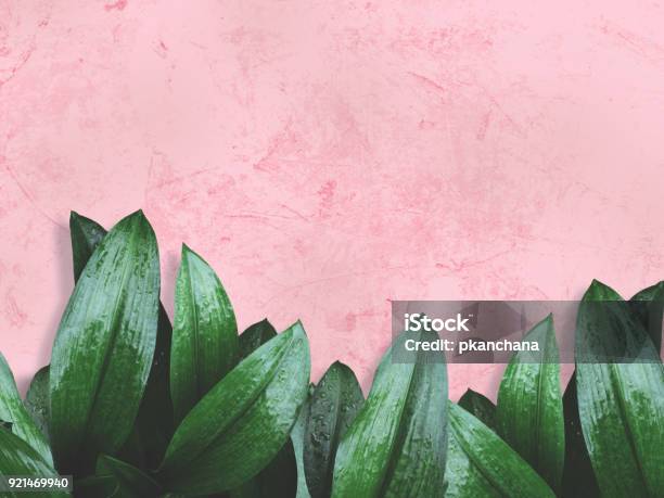 Green Leaves Over Pink Painted Wall Stock Photo - Download Image Now - Pink Color, Backgrounds, Leaf