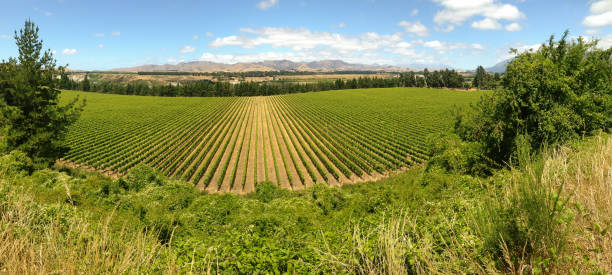 vid en viñedos en la región de marlborough, nueva zelanda - marlborough region zealand new new zealand fotografías e imágenes de stock