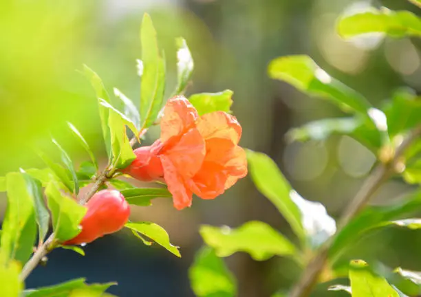 Pomegranate flowers to grow into pomegranates. In the morning sun, bright red flowers."nThe background is green leaf.