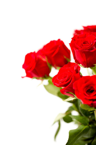 istock Beautiful Red Roses on a White Background 921478088